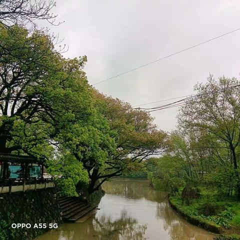 清明粿飘香，浓浓节日情
