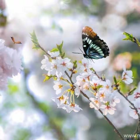 红太阳幼儿园“百花齐放 属你最美”主题活动圆满结束！