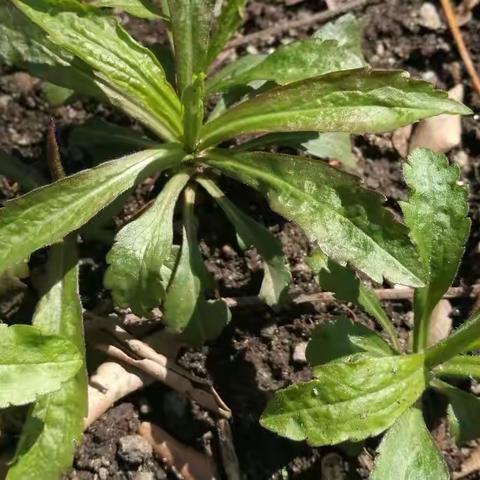 一起来学习辨认后院的野菜