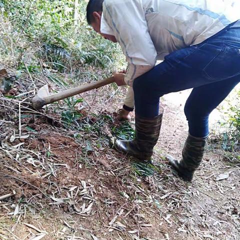 自家竹林挖野生麦冬