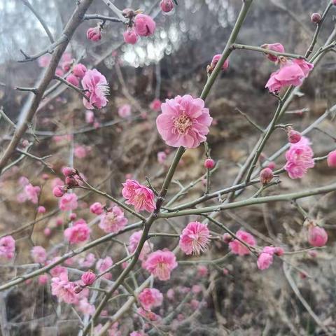 【竹林街社区】竹林长寿山梅花谷