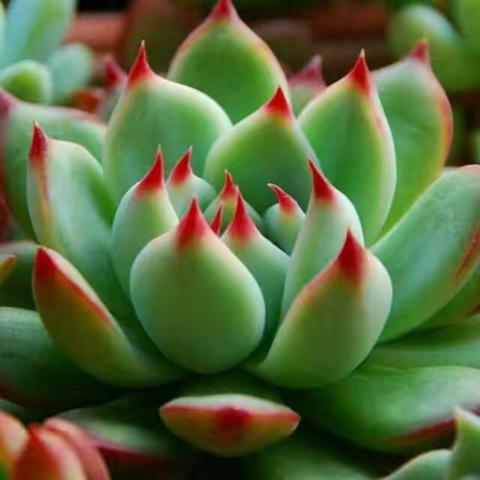 房梁痛苦江屿沈碎碎最新小说完整版阅读(2022年11月5日推荐小说)