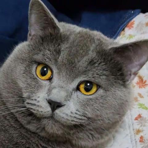 《古典女子》明殊晏琛明瑶最新小说完整版阅读(2022年11月1日推荐小说)