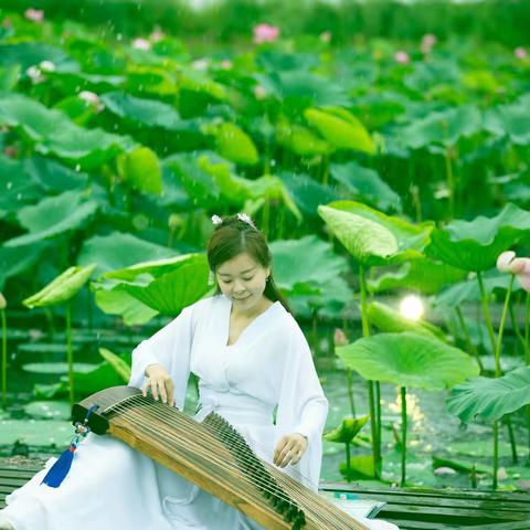 因“荷”而来   为“荷”而醉