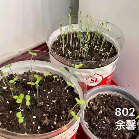 芦外中学生物组学科活动——撒下一点绿色，播下一片绿意