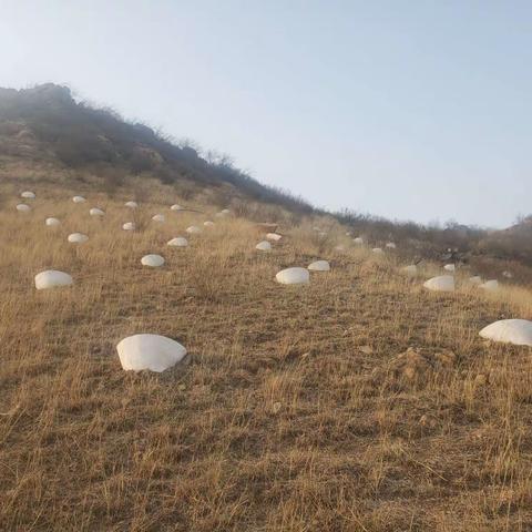 永年区应急管理局西部荒山绿化冲刺倒计时记事