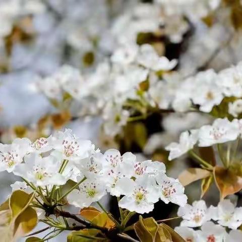 临河区气象局积极做好梨花节气象服务