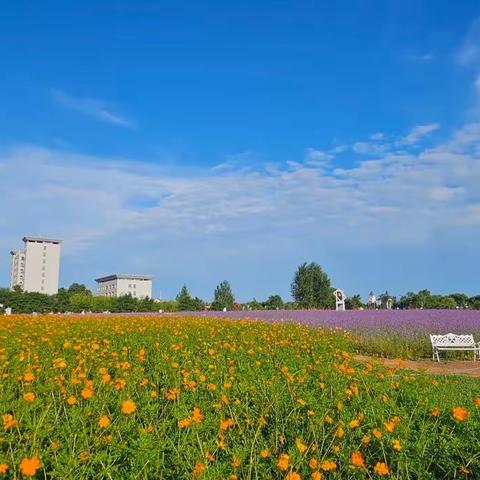 东北之行随记（五）﻿2023年8月5日一6日三地知青前往查哈阳农场（上）