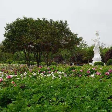 春游-----安安远足咸阳湖牡丹园