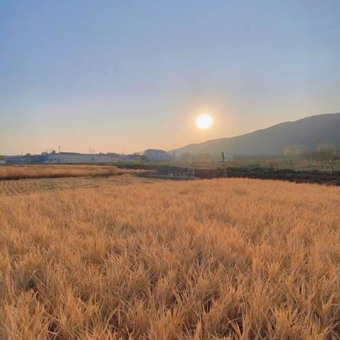 【华美谢幕～稻梦空间秋收版】