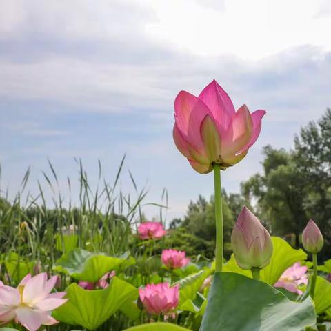 夏季归来，又到了荷香四溢，芙蓉花开的季节。忙里偷闲拍些荷花，与大家分享。