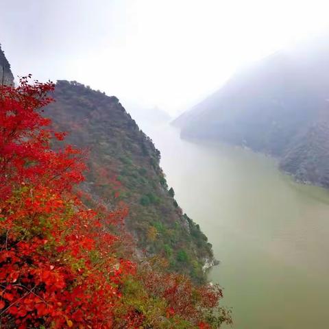 秦岭雨雾叶更红