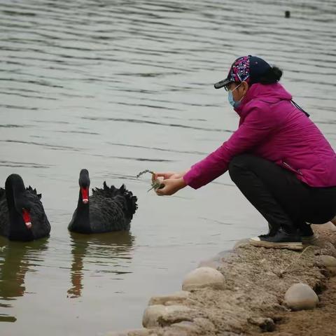 天鹅戏水