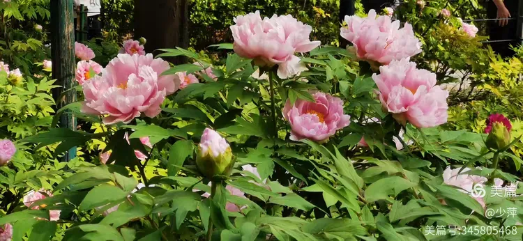 牡丹花树图片清晰