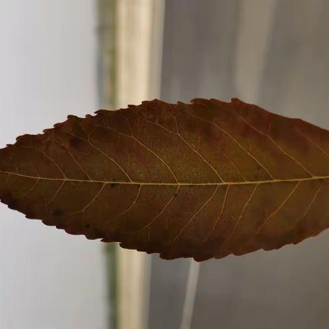 交通事故死亡赔偿金能否作为遗产继承？