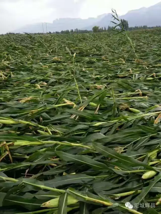 2016年辉县注定是一个多灾多难的猴年🐵!经历了冰雹,暴雨,洪水,现在又是大风……