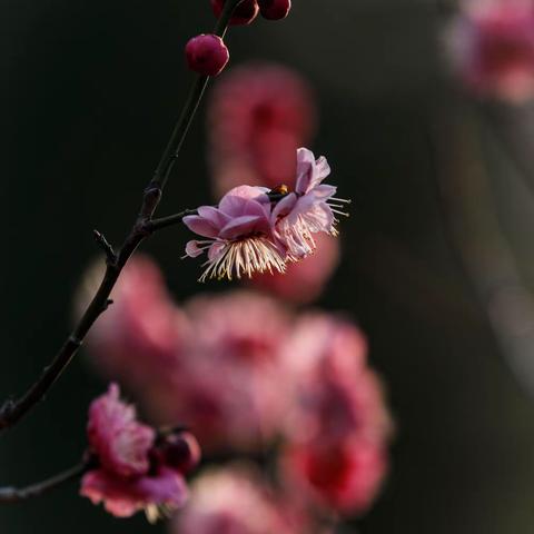 草原骏马的美篇