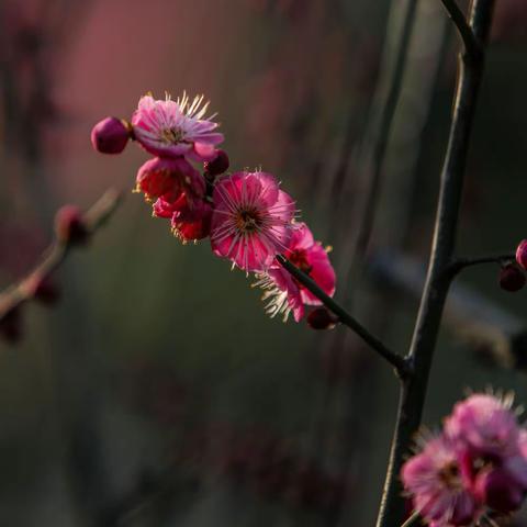 草原骏马的美篇