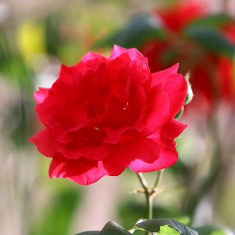 草原骏马的美篇