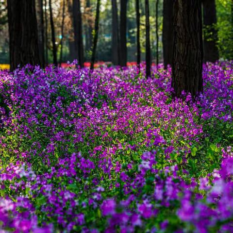 如果春天是远道而来的浪漫，那么郁金香就是春天最好的文案。