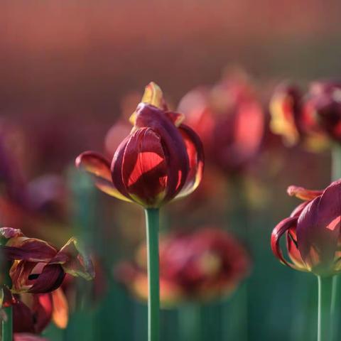 草原骏马的美篇