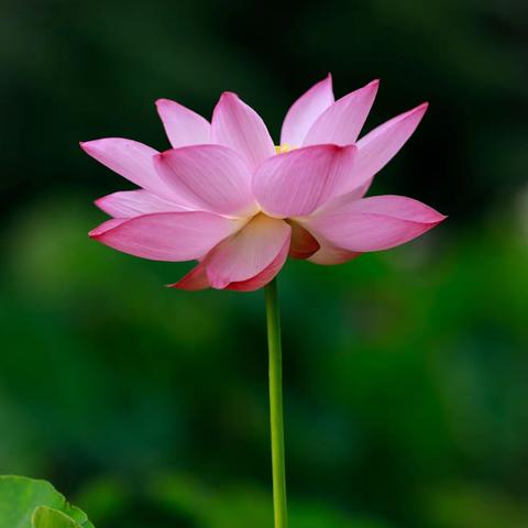 草原骏马的美篇