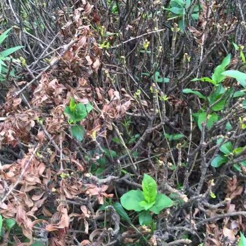 8月6日行政部公司9号车间宿舍区“双创”督查与巩固提升工作情况