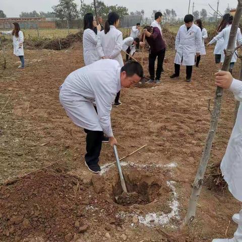 东杨庄中心卫生院  组织全院干部职工开展冬季植树造林活动