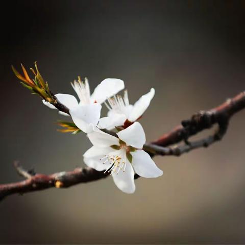 只留香气满乾坤