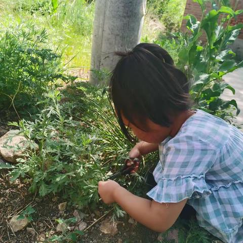 半截塔学区 下伙房乡 八号地幼儿园端午节“粽”享一家人主题活动。