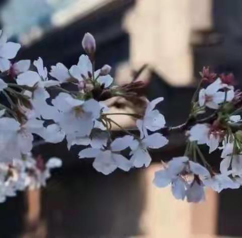 春已到，花已开，我们盼城开！