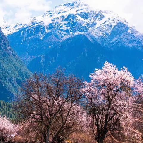 雪域高原中的绿洲——林芝