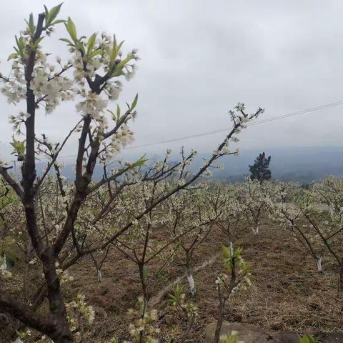 春暖花开，美好生活