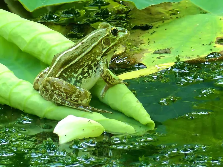 小青娃也在荷叶间，爬来爬去的也是一道风景。