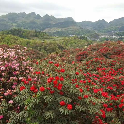 毕节百里杜鹃花海