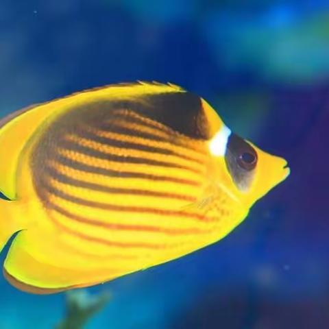 【中港城大三班】相约欢乐城堡🌊探索海洋世界