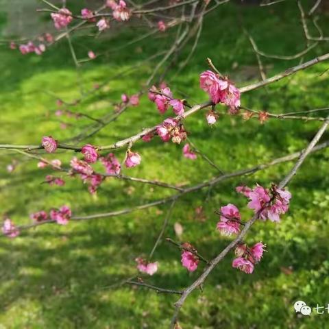 这些花儿——献给华南理工大学微生物工程七七级的花儿们，纪念毕业四十周年