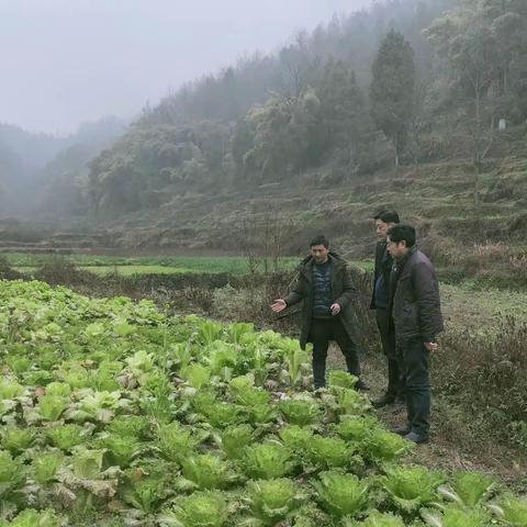 我为群众办实事 | 因疫情蔬菜滞销驻村书记联手帮助农户销售上万余斤蔬菜