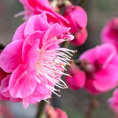 梅花盛开的季节