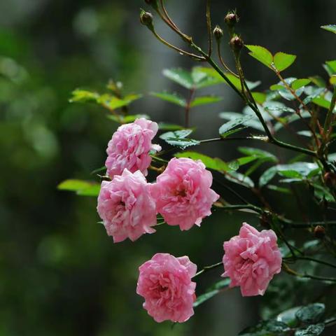 石城花果