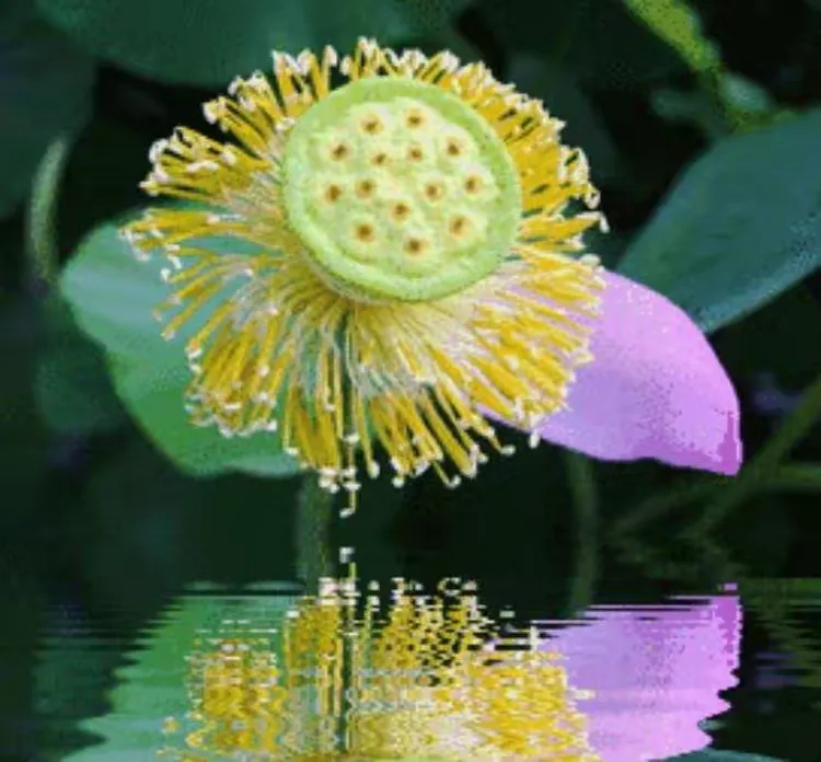 荷花美