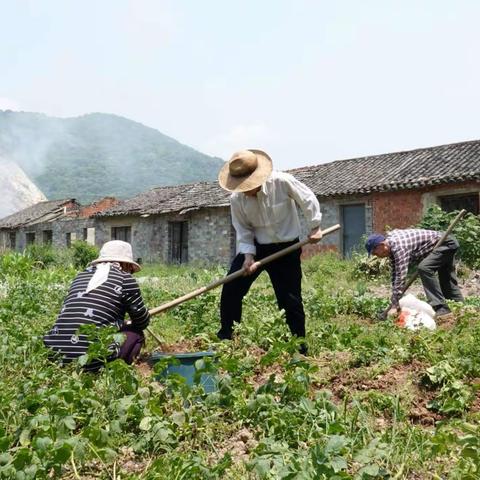 瞻岐合一村刨土豆