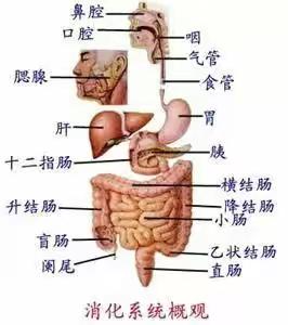 人体八大系统及发病顺序