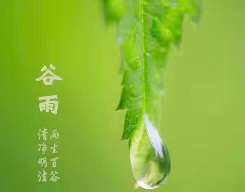 漫走时光 浅赏月季