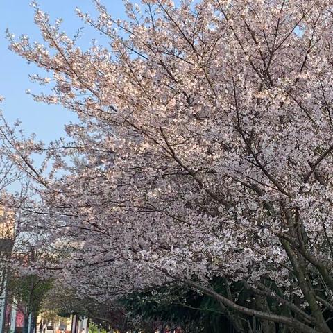 日光斜映茶经楼  樱花烂漫古城堤