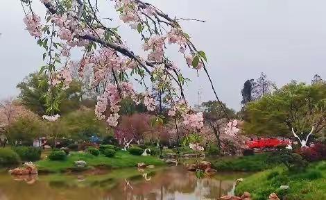2022.3.22武汉樱园