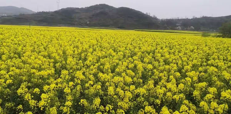樱花树批发基地电话号码多少