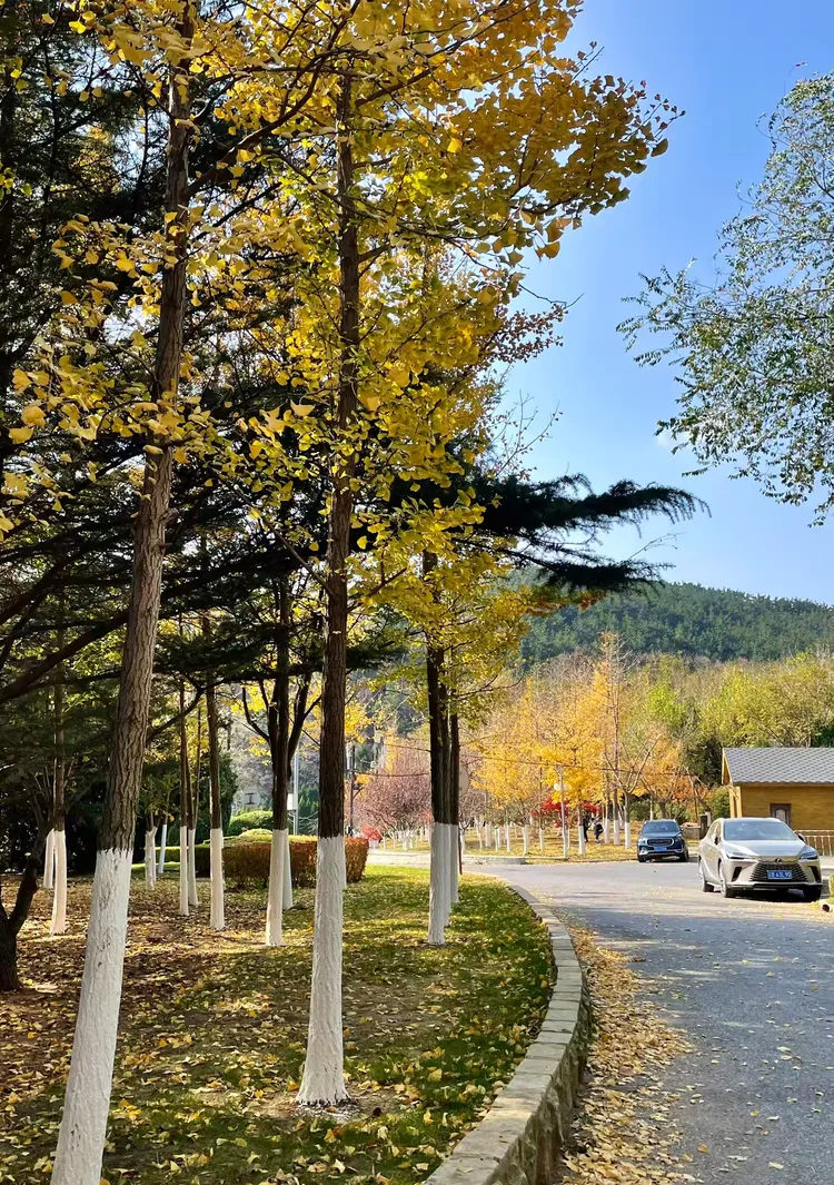 滨海路的初冬 2024.11.9