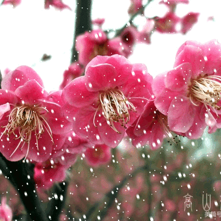 傲竹诗韵（第二十四期）