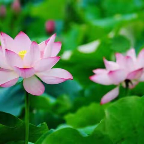 傲竹诗韵（第二十九期）